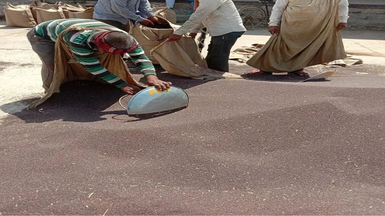 राजस्थान में 10 अप्रैल से शुरू होगी सरसों और चने की समर्थन मूल्य पर खरीद, 1 अप्रैल से पंजीकरण अनिवार्य